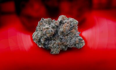 Grow Up Cannabis Cup Samples