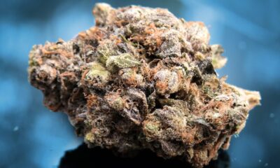 Seedsman Haze Marijuana Monday