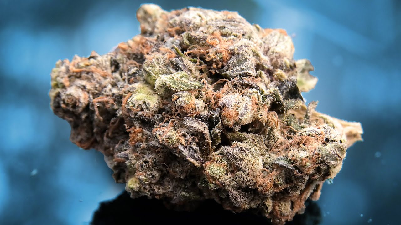 Seedsman Haze Marijuana Monday