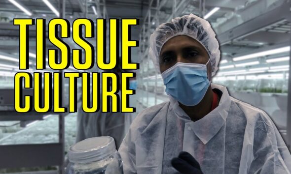 Segra Tissue Culture Tour