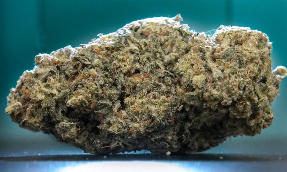 Tiger Bomb Marijuana Monday