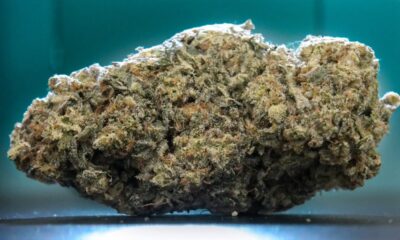 Tiger Bomb Marijuana Monday