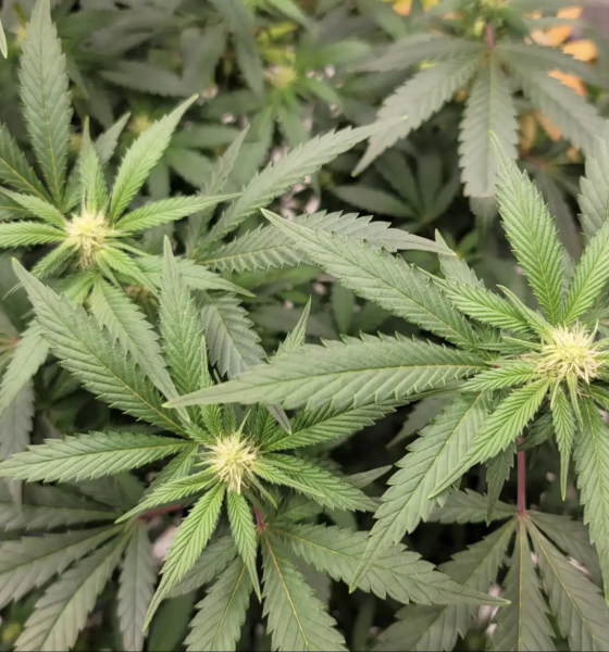 Marijuana Retail Report