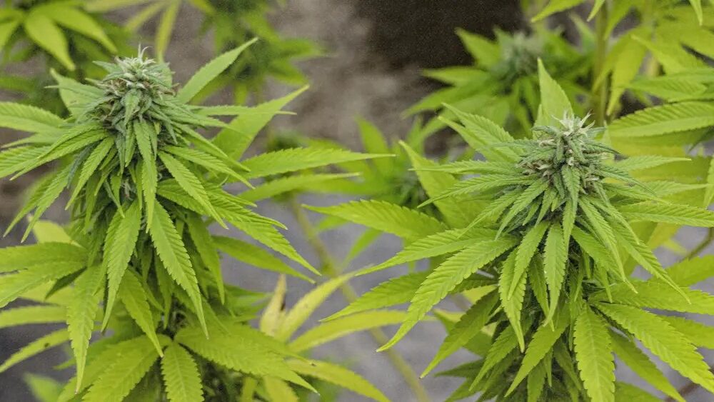 Cannabis MSO PharmaCann Closing Colorado & Pennsylvania Cultivation Sites