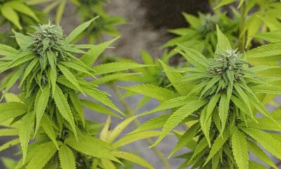 Cannabis MSO PharmaCann Closing Colorado & Pennsylvania Cultivation Sites