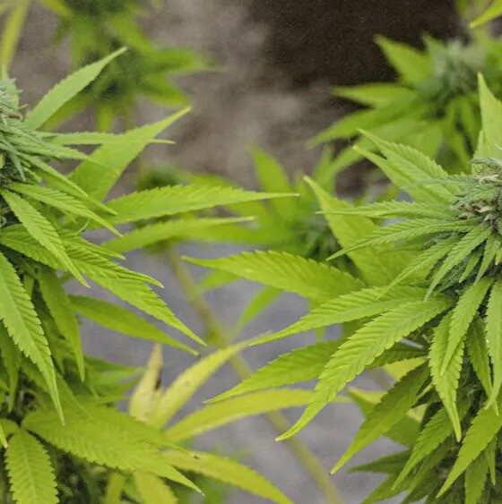 Cannabis MSO PharmaCann Closing Colorado & Pennsylvania Cultivation Sites