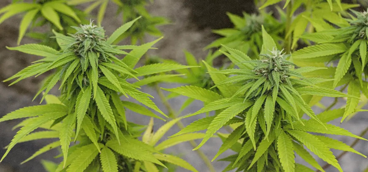 Cannabis MSO PharmaCann Closing Colorado & Pennsylvania Cultivation Sites