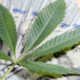 Federal Bill Would Give State-Legal Cannabis Companies Access to Banking Services