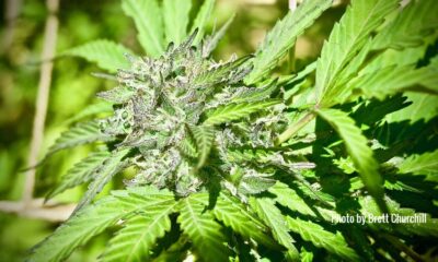 Growing To Wash: Why “Washers” Are Changing Cannabis