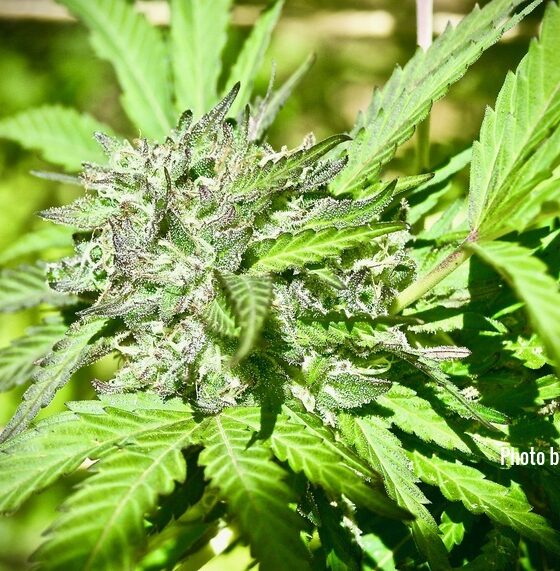 Growing To Wash: Why “Washers” Are Changing Cannabis