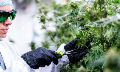 PharmaCann Closing Pennsylvania Cannabis Facility, Laying Off 60 More Workers