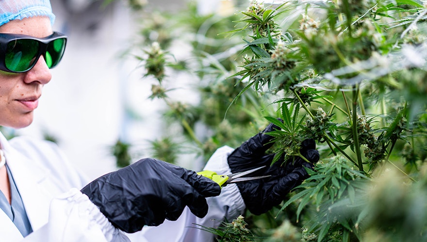 PharmaCann Closing Pennsylvania Cannabis Facility, Laying Off 60 More Workers