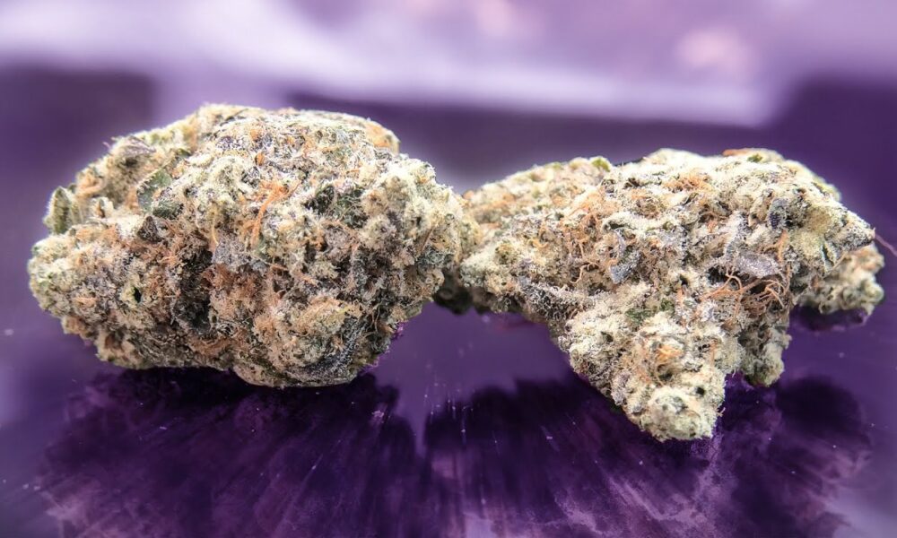 Strawberry Tart Marijuana Monday