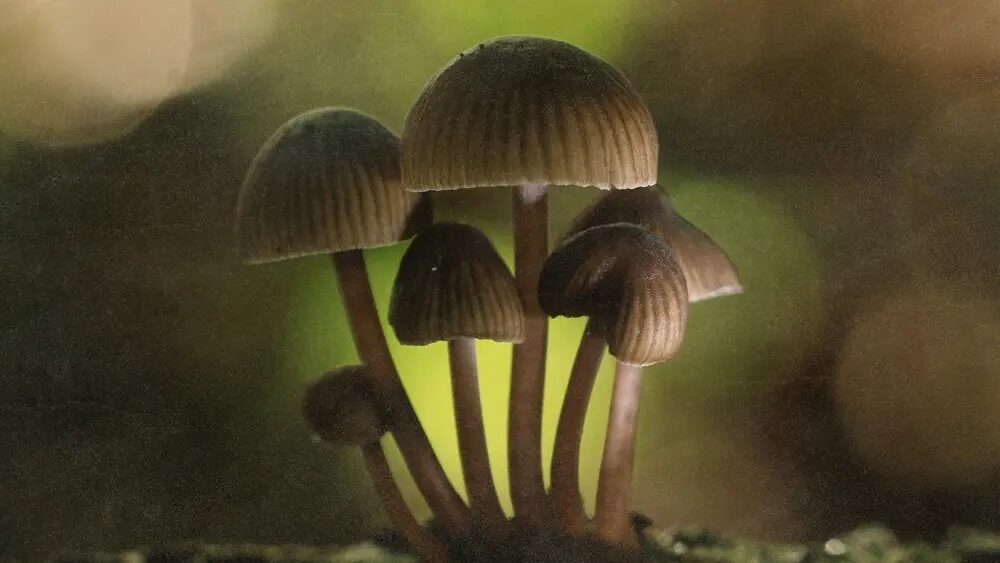 Study Suggests Psilocybin Can Help Smokers Quit