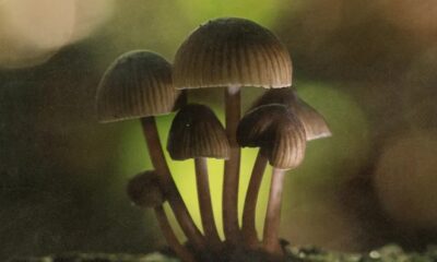 Study Suggests Psilocybin Can Help Smokers Quit