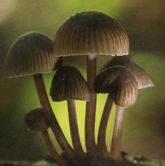 Study Suggests Psilocybin Can Help Smokers Quit
