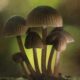 Study Suggests Psilocybin Can Help Smokers Quit