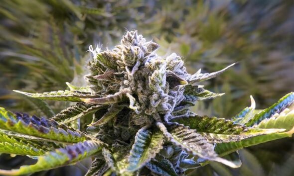 Visiting Kaya Cannabis 300 Plant Grow Room