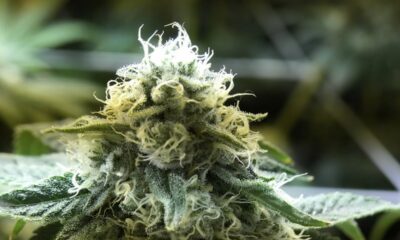 Visiting Redbeard's Legal Micro