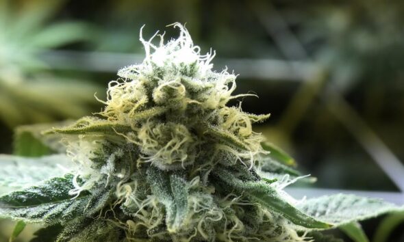 Visiting Redbeard's Legal Micro