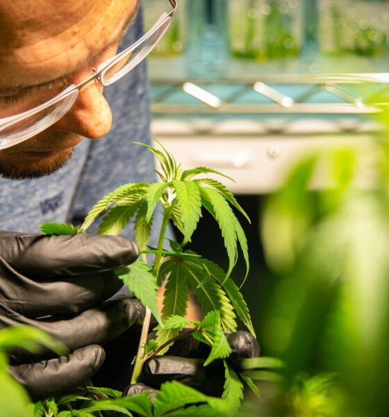 Marijuana Retail Report