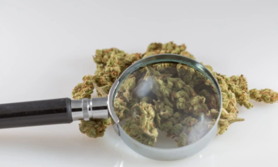 Marijuana Retail Report