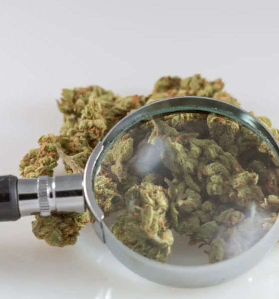 Marijuana Retail Report