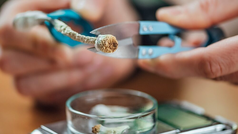 FDA Fast-Tracks Review Process for Three Psychedelic Drugs