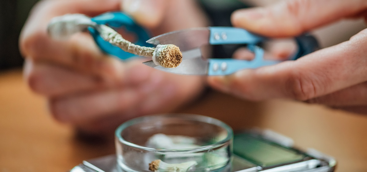 FDA Fast-Tracks Review Process for Three Psychedelic Drugs