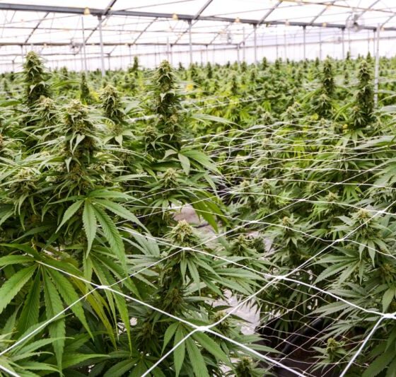 Marijuana Retail Report