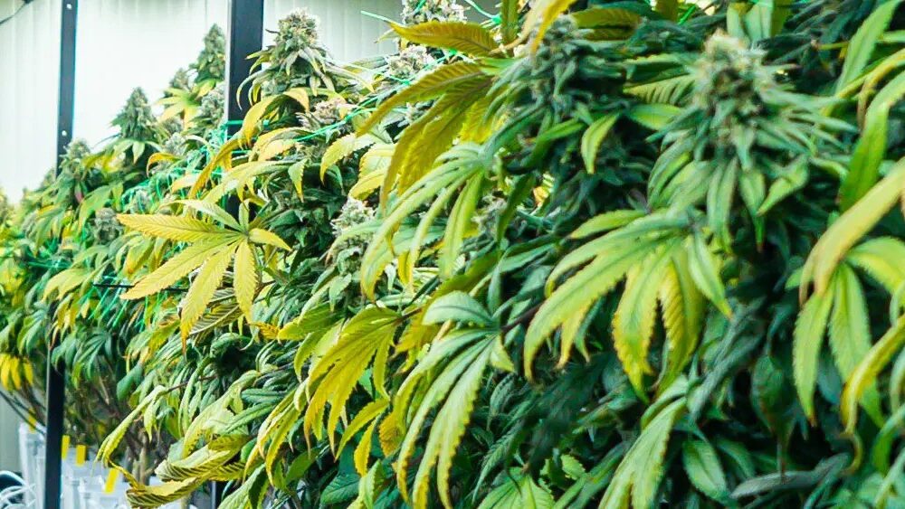 Massachusetts Cannabis Regulators Pass Cultivation Licensing Freeze