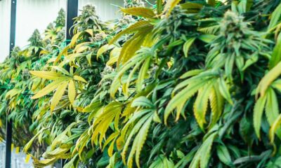 Massachusetts Cannabis Regulators Pass Cultivation Licensing Freeze