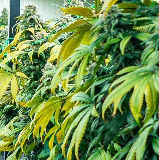 Massachusetts Cannabis Regulators Pass Cultivation Licensing Freeze