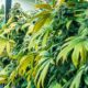 Massachusetts Cannabis Regulators Pass Cultivation Licensing Freeze