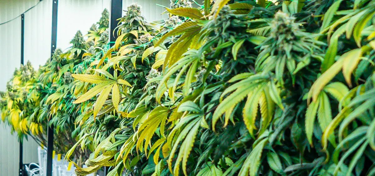 Massachusetts Cannabis Regulators Pass Cultivation Licensing Freeze