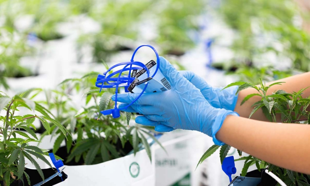 Missouri Cannabis Regulators Seek Alternatives To Track-And-Trace Leader Metrc