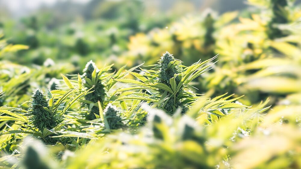 North Carolina Gov. Endorses Adult-Use Cannabis Legalization Plan