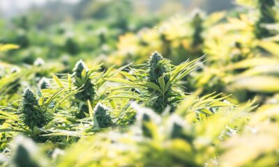 North Carolina Gov. Endorses Adult-Use Cannabis Legalization Plan