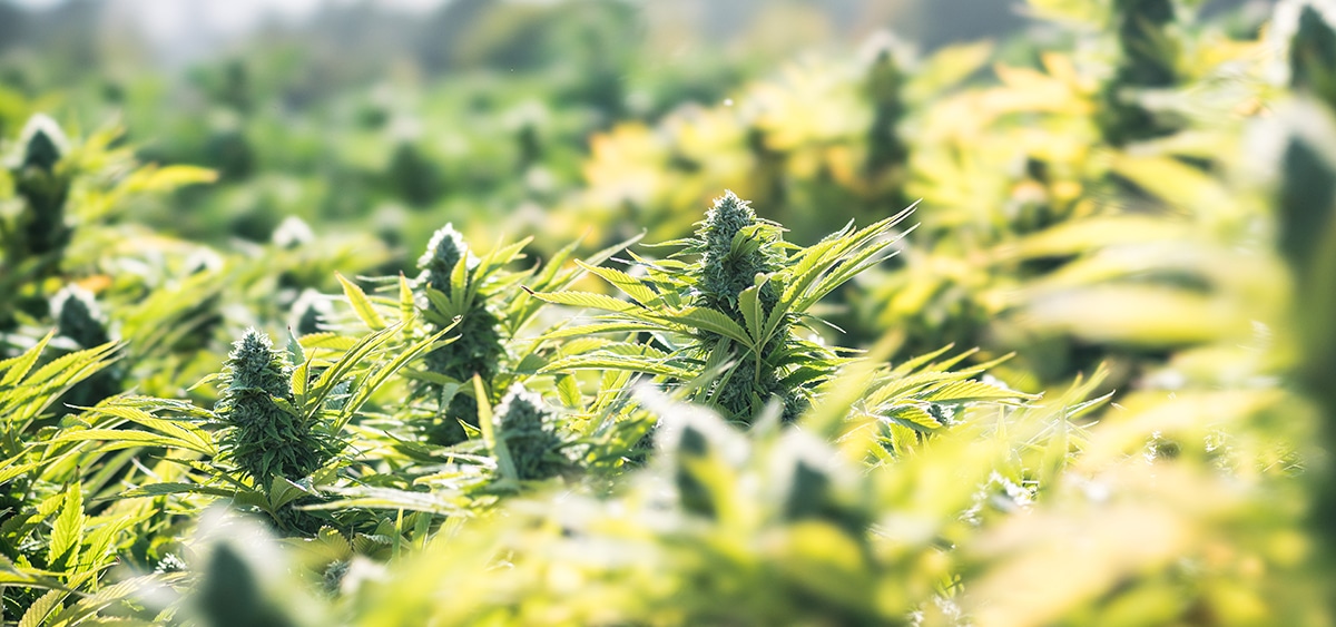 North Carolina Gov. Endorses Adult-Use Cannabis Legalization Plan