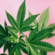 Marijuana Retail Report