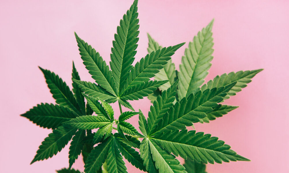 Marijuana Retail Report