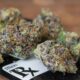 Marijuana Retail Report