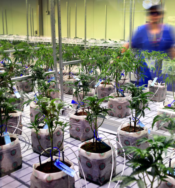 Marijuana Retail Report