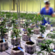 Marijuana Retail Report