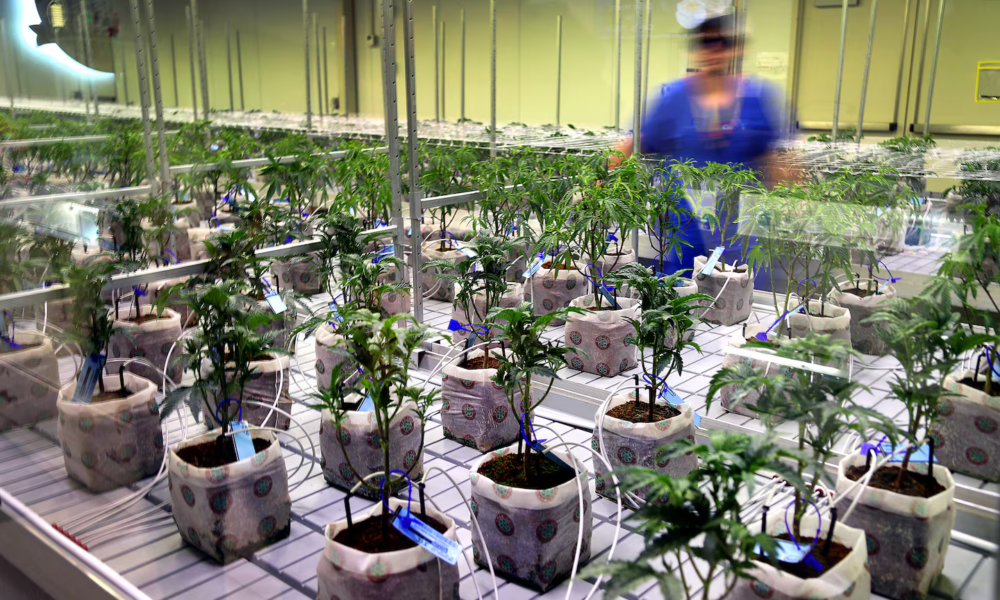 Marijuana Retail Report