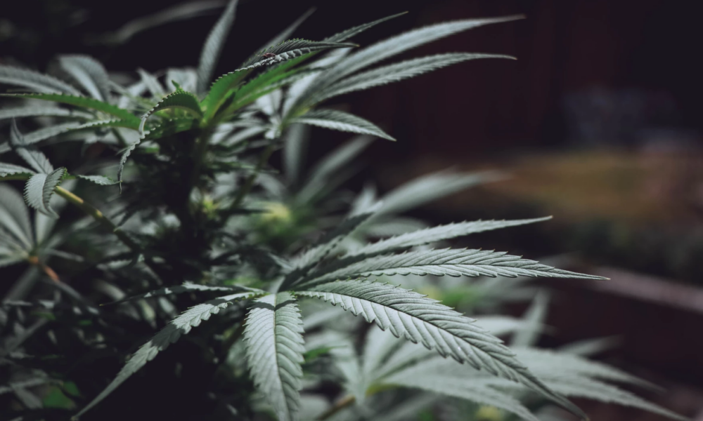 Marijuana Retail Report