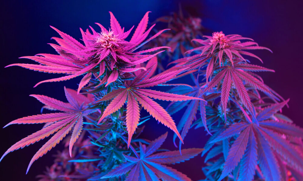 Avicanna Executive Team On U.S. Rescheduling Opportunity