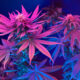 Avicanna Executive Team On U.S. Rescheduling Opportunity