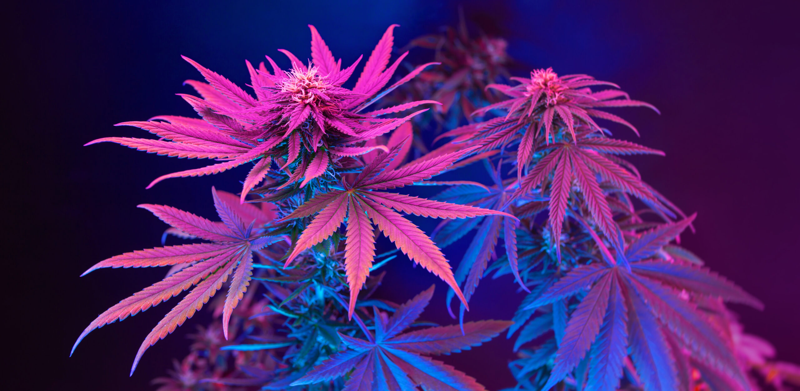 Avicanna Executive Team On U.S. Rescheduling Opportunity