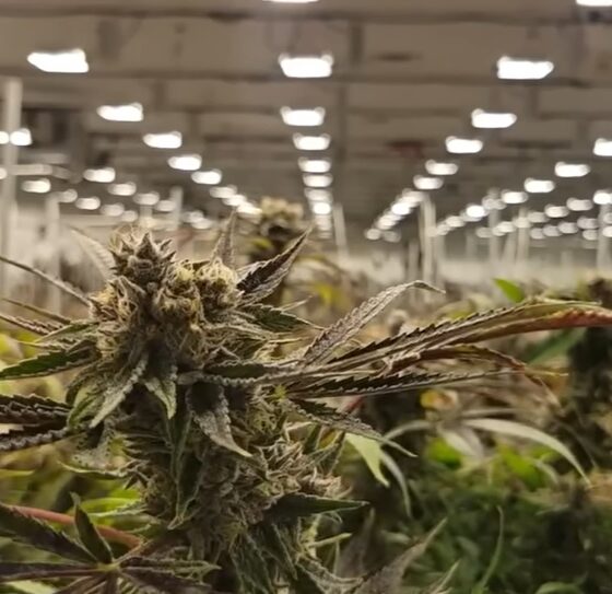 Cannabis Earnings, Consolidation & The Healthcare Shift